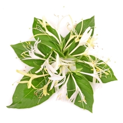 Příchuť TPA Honeysuckle 15ml (zimolez)